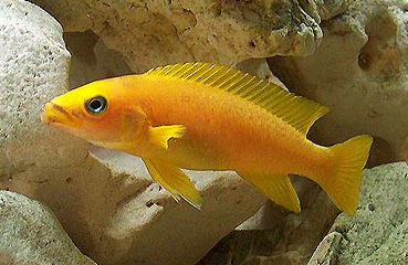 NEOLAMPROLOGUS LELEUPI